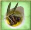 Zeytin.png