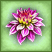 tr_asterya_50x50.gif
